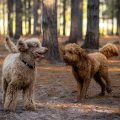 The two poodles playing in a forest with sunlight filtering through the trees